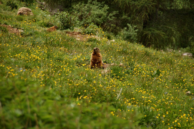 Marmotte del Monte Viezzena